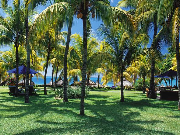 Royal Palm Hotel - palm trees in the garden